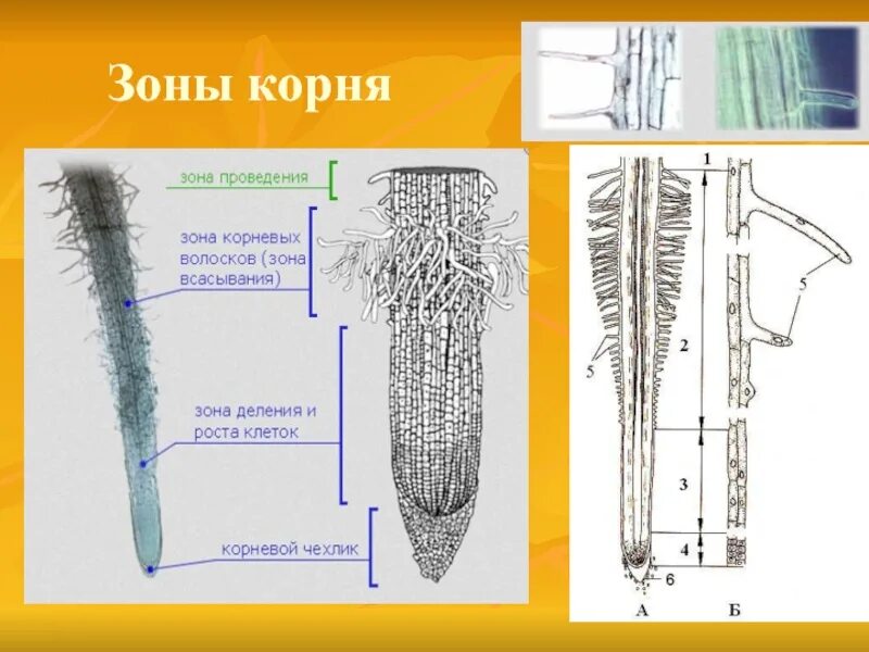 Строение зоны корня рисунок. Зоны деления корня корневой чехлик. Клетки зоны всасывания корня лука. Корень зоны корня Кортекс. Корневой чехлик огурца.