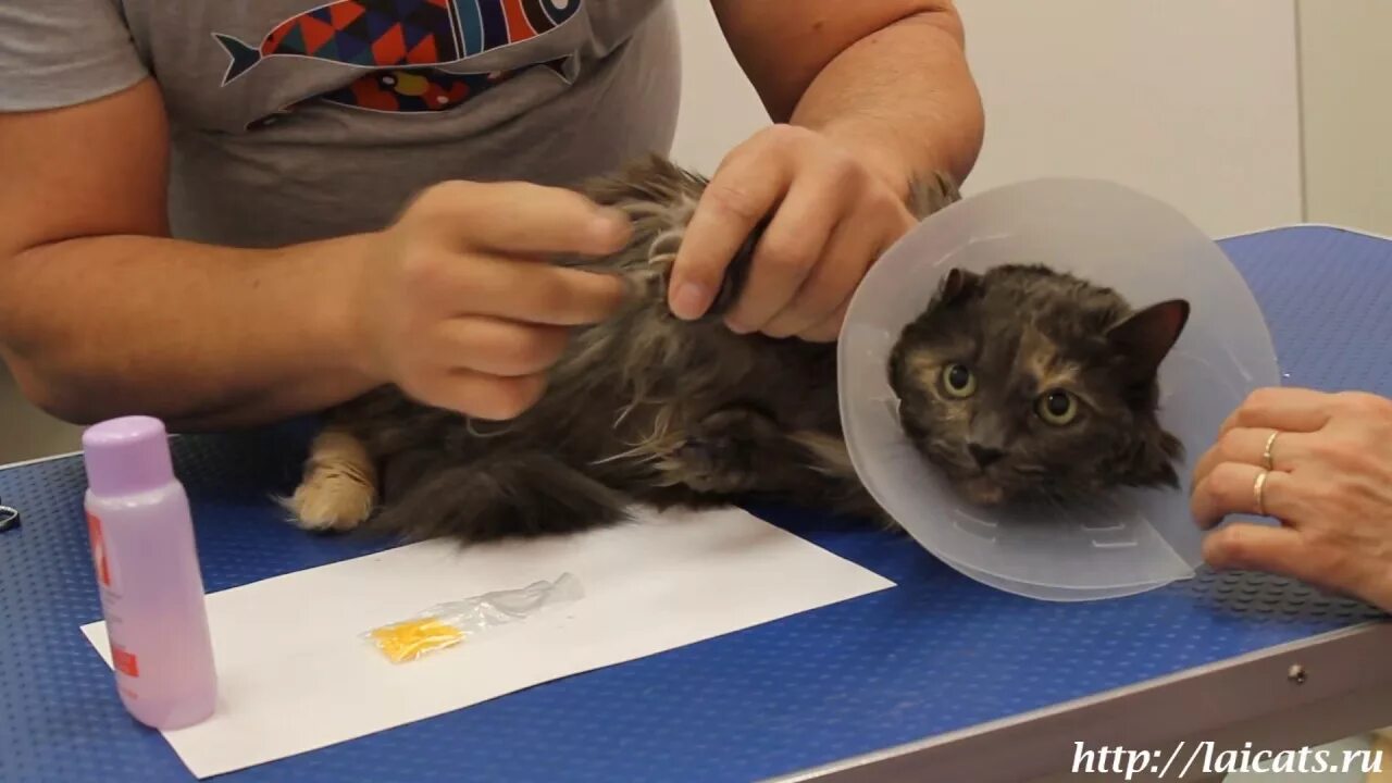Котенок 3 месяца кусается