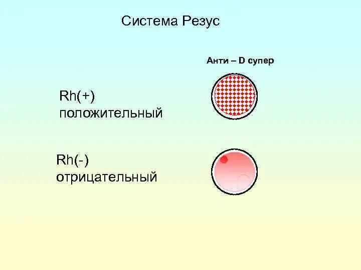 Резус-фактор крови агглютинация. Реакция определения резус фактора. Группа крови системы резус фактор. Реакция агглютинации резус фактор. Положительный резус фактор определяется