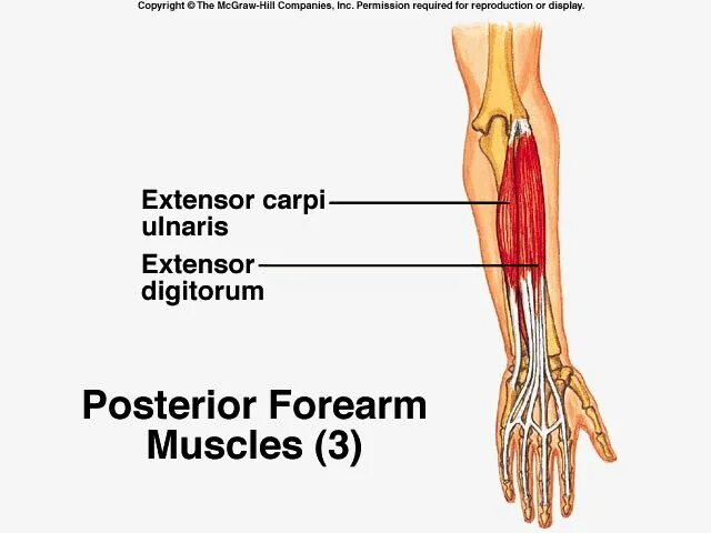M extensor digitorum. Extensor digitorum нога. extensor digitorum minimi. extensor carpi ulnaris. m extensor carpi ulnaris.