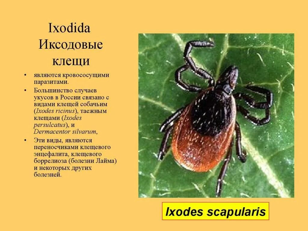 Иксодовый (Лесной/Таежный) клещ. Таежный клещ Ixodes persulcatus и Лесной клещ Iricinus. Клещ Ixodes persulcatus строение. Семейство иксодовые клещи. Разновидности клещей фото и описание