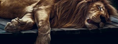 A lion sleep during the day