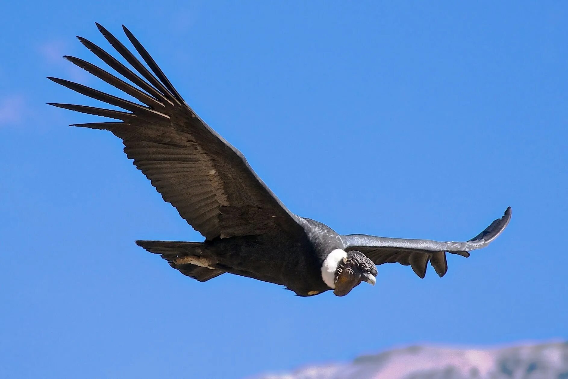 Condor