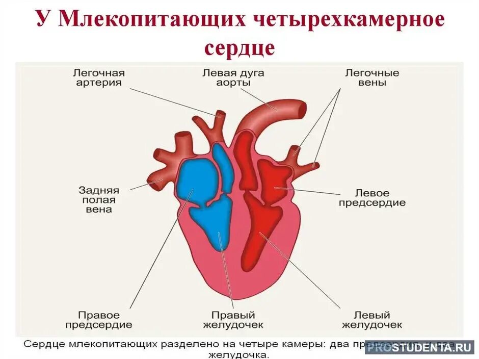 В правом предсердии содержится