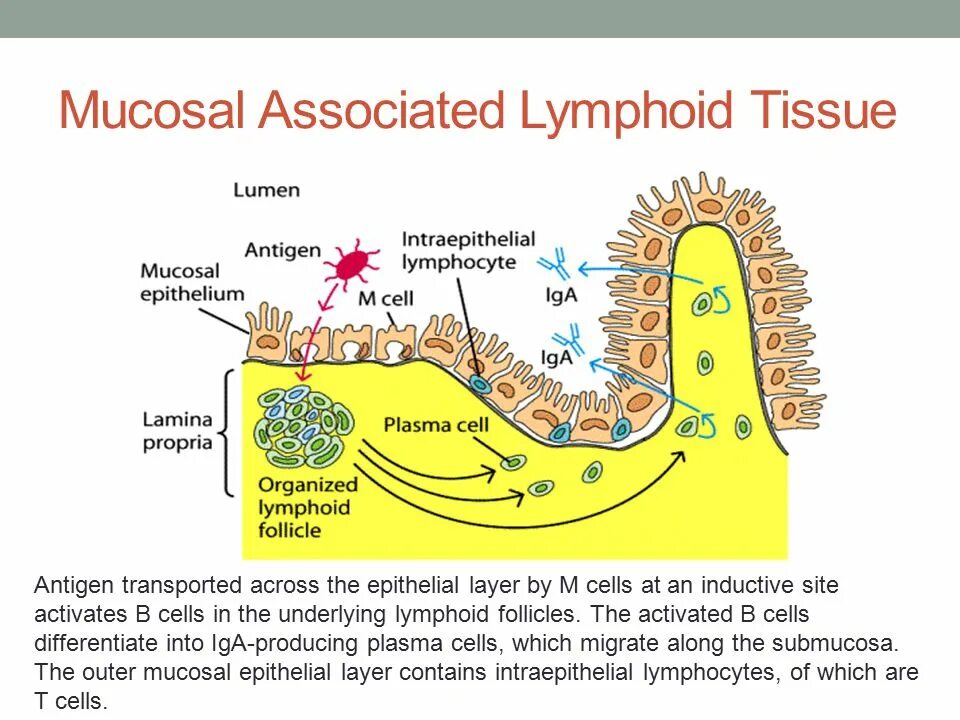 Lymphoid Tissue. Виды associated lymphoid Tissue. Gut-associated lymphoid Tissue. Associated types