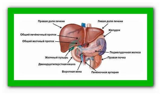 Диффузные изменениепечени. Диффузные изменения печени. Диффузионные изменения печени. Диффузия печени. Диффузная печень причины