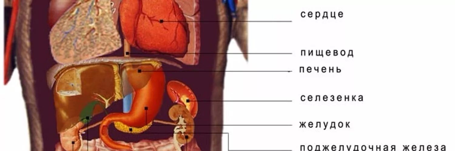 Человек левой стороны какой орган находится. Анатомия с внутренними органами селезенка. Внутренние органы снизу справа. Анатомия брюшной полости селезенка. Органы с левой стороны.