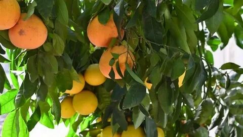 Как вырастить грейпфрут