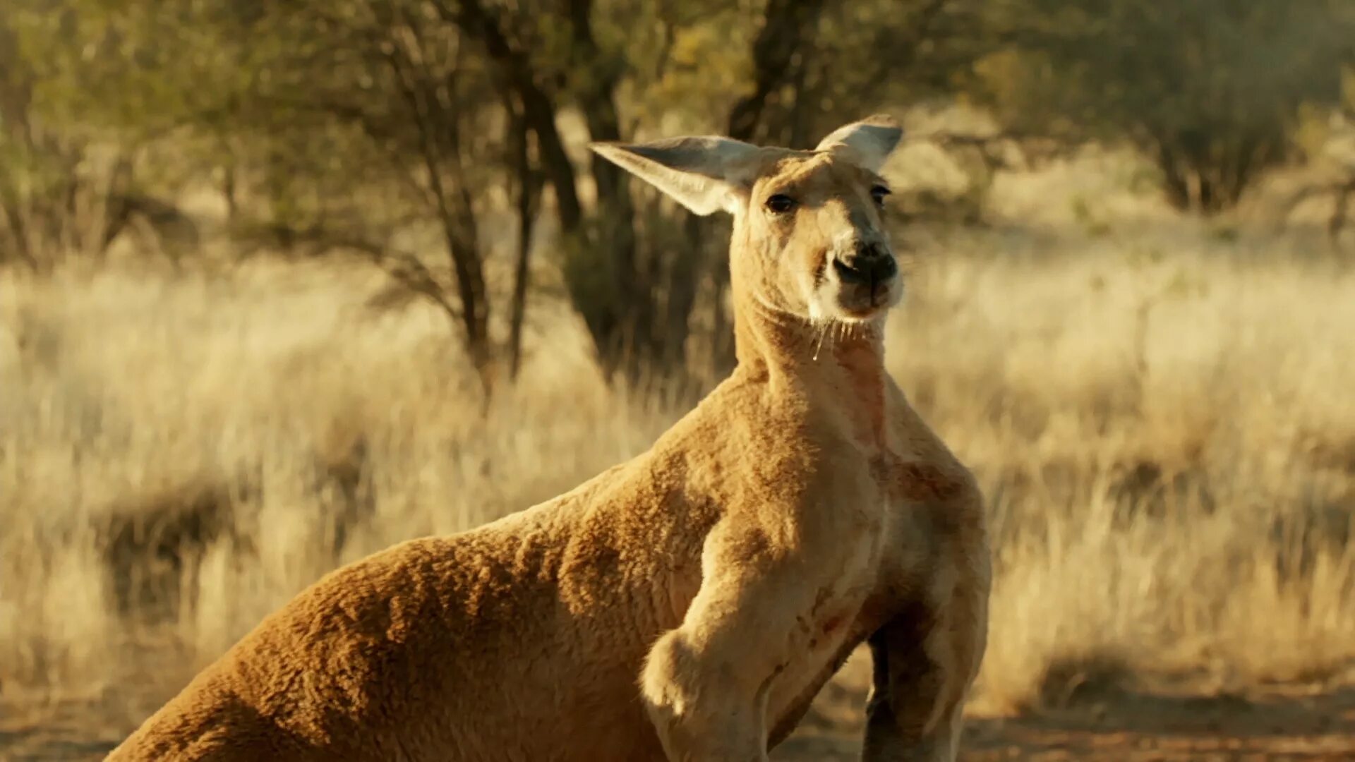 Животные нат. Nat geo Wild.