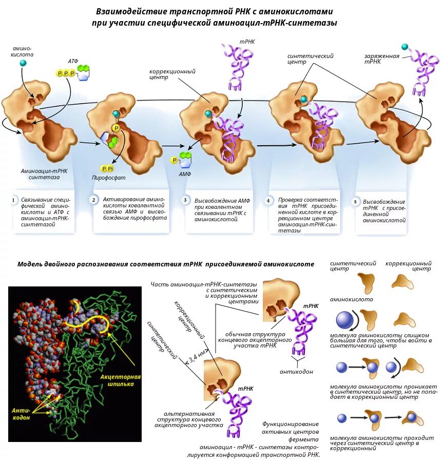 Узнавание ТРНК аминокислоты это. Связывание ТРНК С аминокислотой. Фермент аминоацил-ТРНК-синтетаза участвует. Взаимодействие ТРНК С аминокислотой.