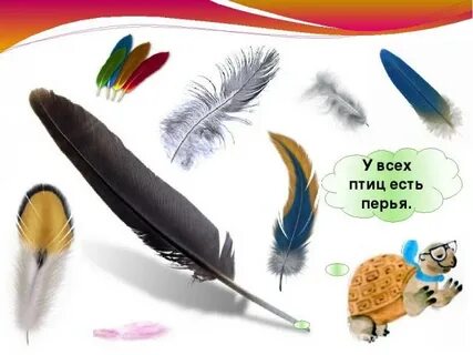 Перья птиц 1 класс окружающий