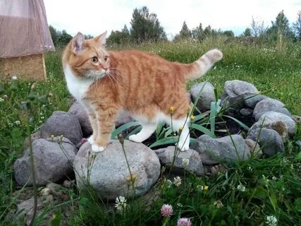Кот степа