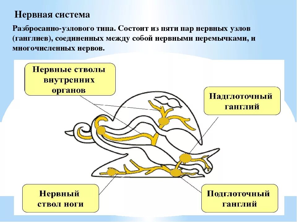 Имеет разбросанно узловую нервную систему. Нервная система прудовика. Узловая нервная система у моллюсков. Тип моллюски нервная система брюхоногих. Нервная система брюхоногих моллюсков.