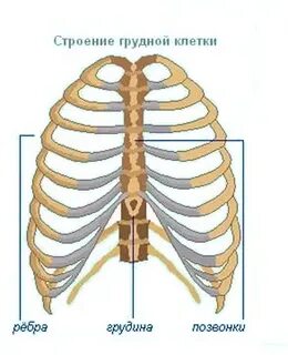Строение грудной клетки ребра грудина