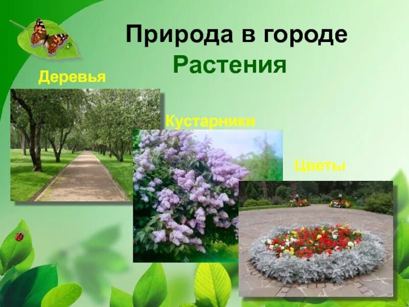 Урок биологии растения города декоративное цветоводство. Растения сада окружающий мир. Растения ботанического сада окружающий мир. Растения в Ботаническом саду 1 класс. Окружающий мир в саду.