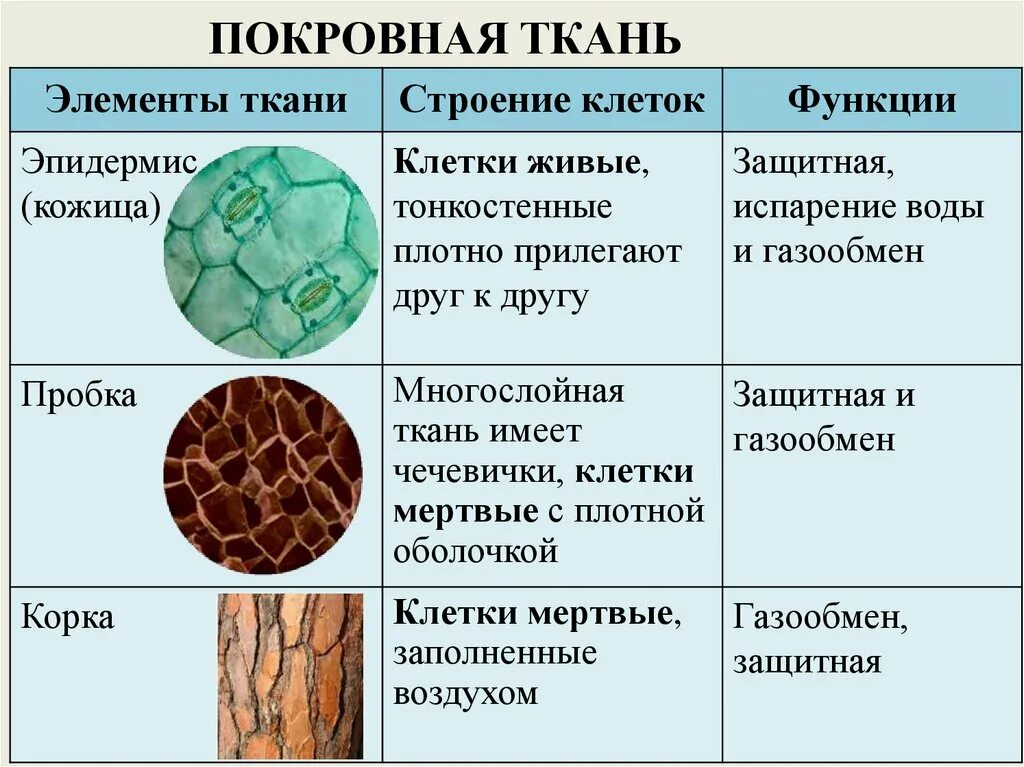 Особенности и функции растительных тканей. Покровные ткани растений строение и функции. строение основной ткани 6 класс. покровная ткань строение клетки. покровная ткань строение и функции.