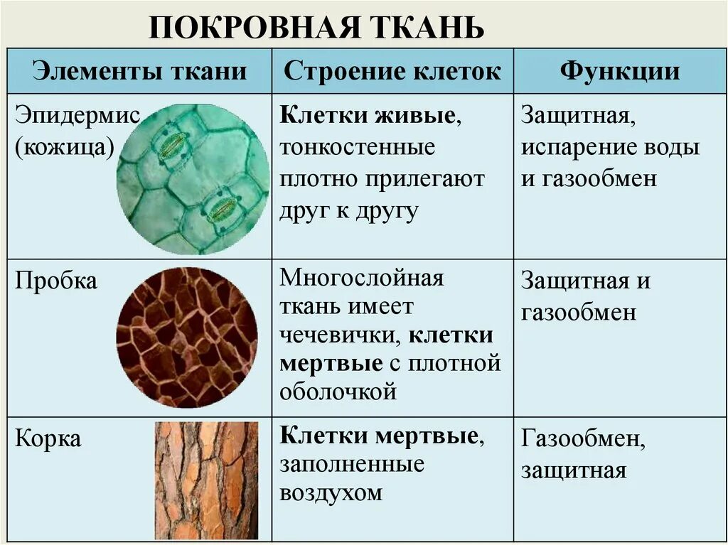 Тип ткани растения древесина. Покровные ткани растений строение и функции. Строение основной ткани 6 класс. Функции покровнаяткани растений. Покровная ткань строение и функции.