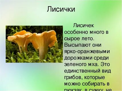 Какого цвета лисички русский язык 2 класс