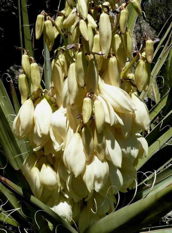 Юкка еда на кубе что это. Yucca baccata. юкка ягодная. юкка съедобная. юкка плоды.