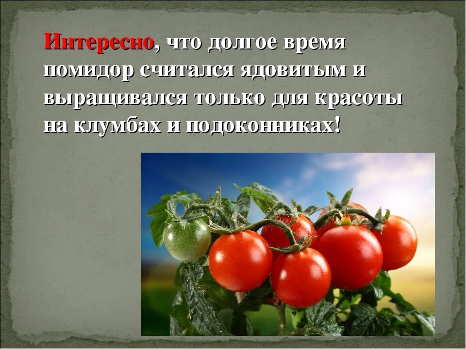 Почему мало томатов. Помидор для презентации. Информация о помидоре. Интересные факты о томатете. О помидорах кратко.