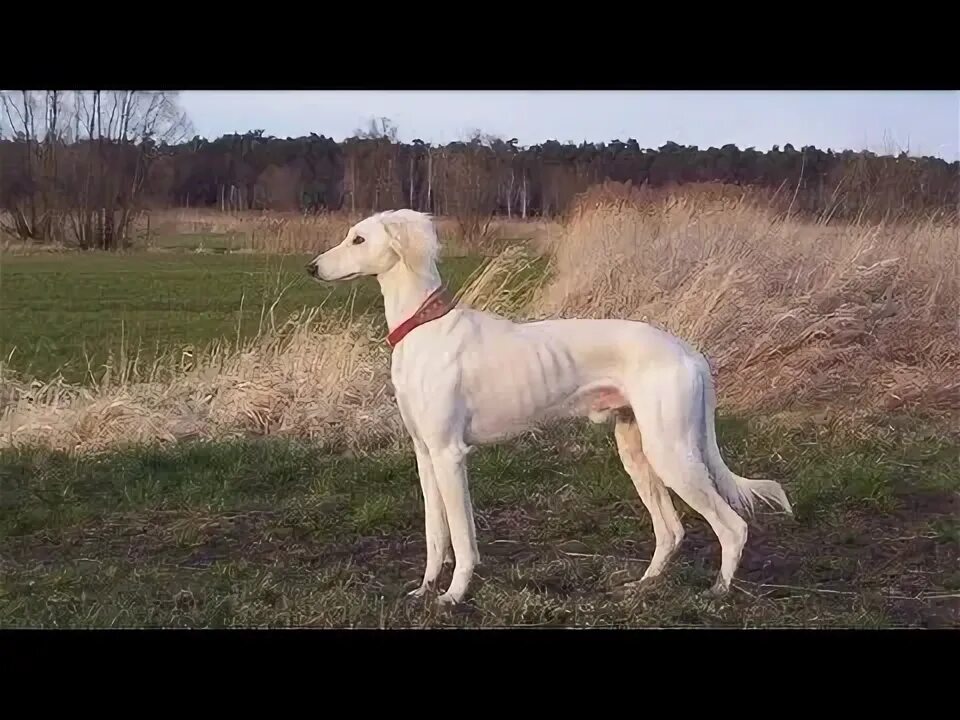 Тазы ит. Среднеазиатская борзая. хортая борзая собака. казахская борзая тазы. среднеазиатская борзая тазы.