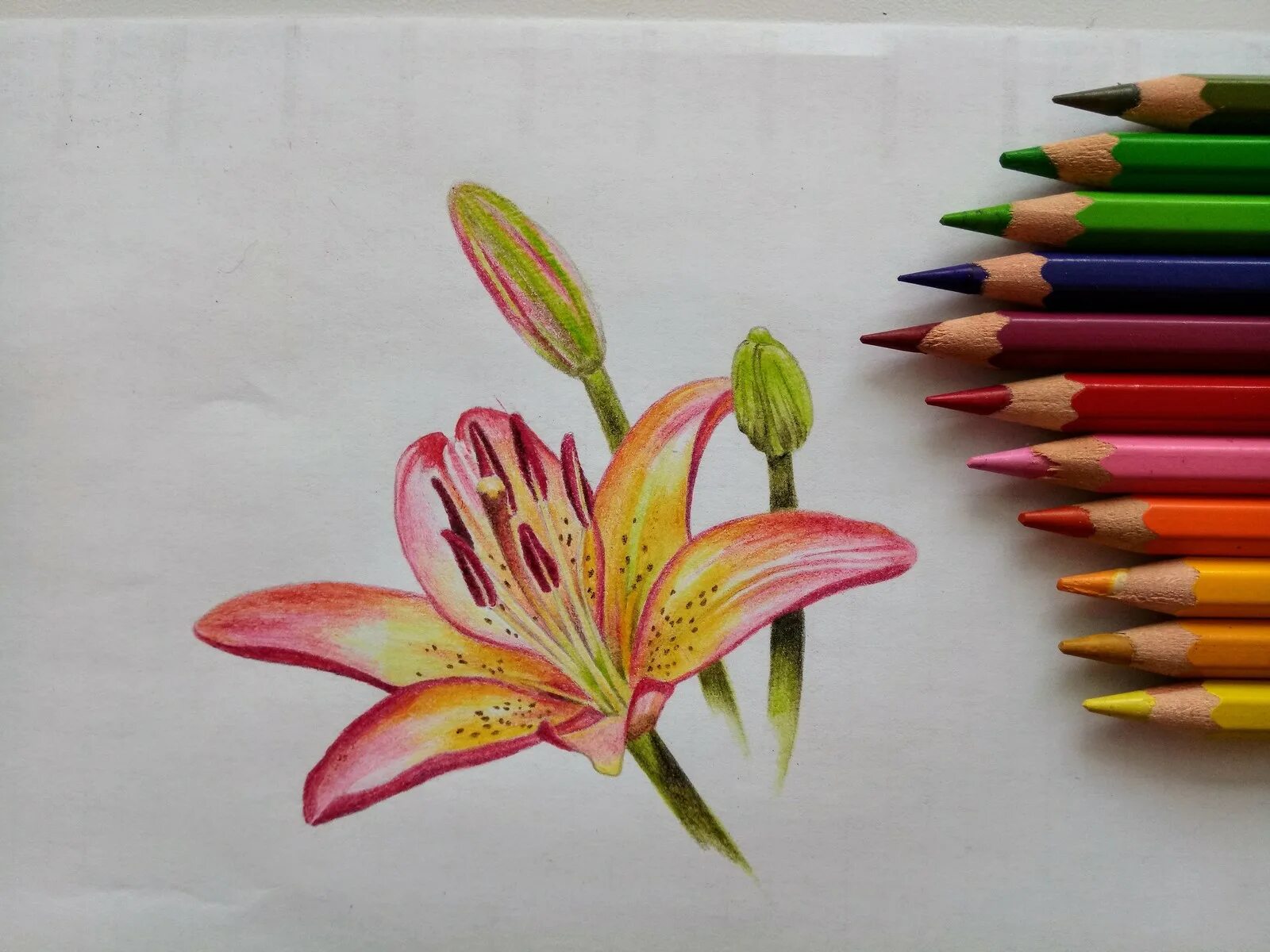 Названия цветов карандашей. Цветы цветными карандашами. Лилии цветными карандашами. Рисование цветными карандашами. Рисунки цветными карандашами.