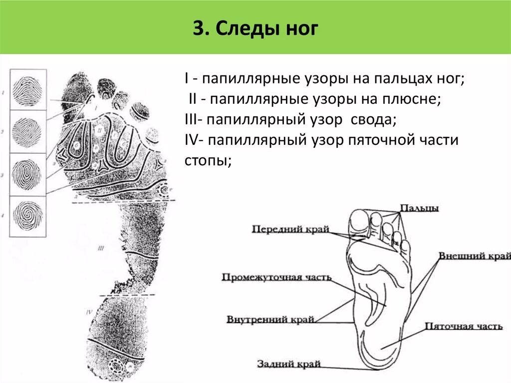 Элементы подошвы. Части следа босой ноги криминалистика. Части стопы криминалистика. Виды следов ног в криминалистике. Виды следов ног человека в криминалистике.