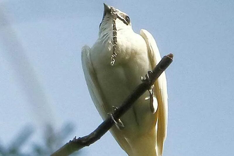 Одноусый Звонарь птица. Procnias Albus. White Bellbird. Громкая птица.