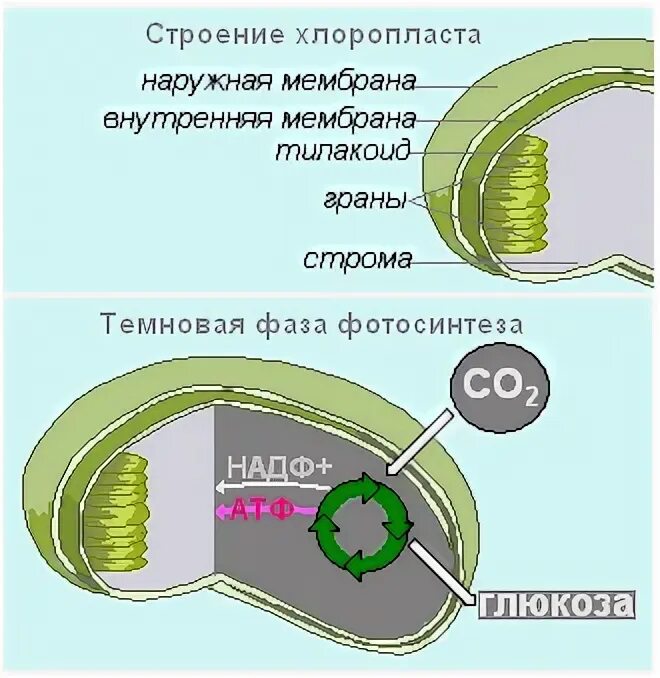 Темновая стадия фотосинтеза. Световая и темновая фаза фотосинтеза. Темновая фаза фотосинтеза процессы. Механизм фотосинтеза темновая фаза. Уровень организации хлоропласта