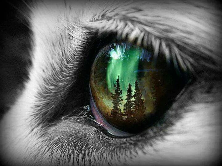 Глаза волка ночью. Глаз волка. Глаза волка в темноте. Глаза Волков. Цвет глаз волка.