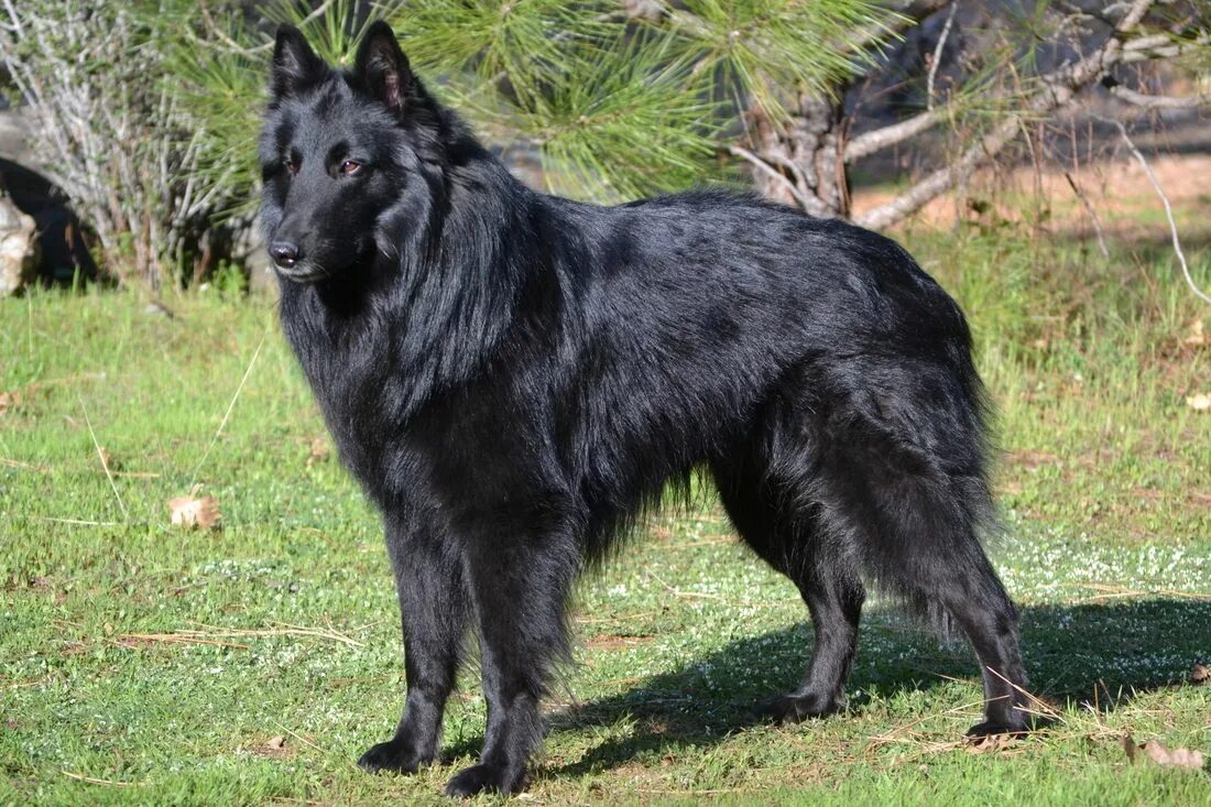 Pin by Dog Breeds on Groenendael Belgian sheepdog, Dogs, Dog breeds