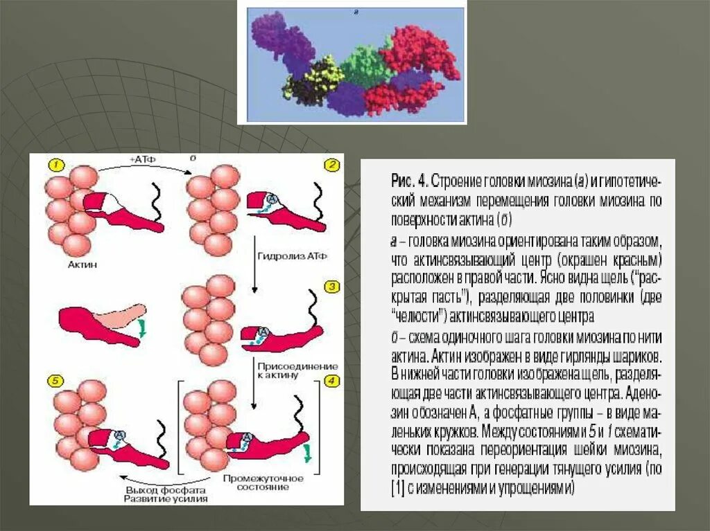 Актин состоит. Актин структура. Актин и миозин. Строение актина. Строение мышцы актин и миозин.