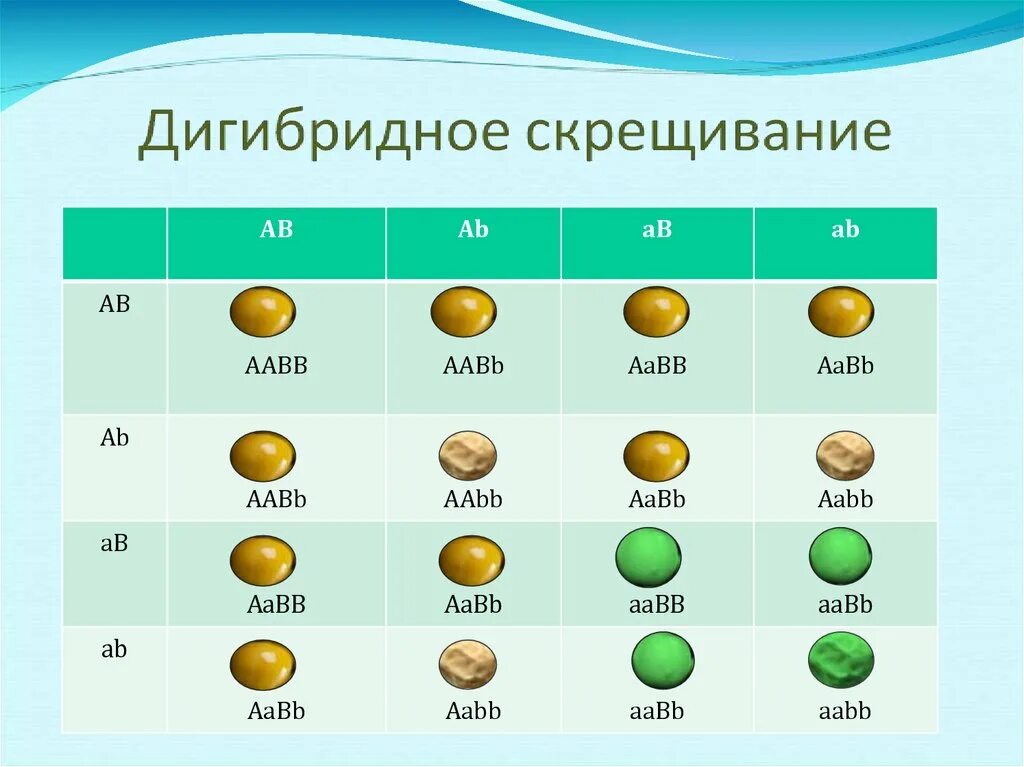 Дигибридное скрещивание таблица. Решетка Пеннета для дигибридного скрещивания. Решётка Пеннета для дигибридного. Решетка Пеннета горох. Биология решетка Пеннета дигибридное скрещивание.