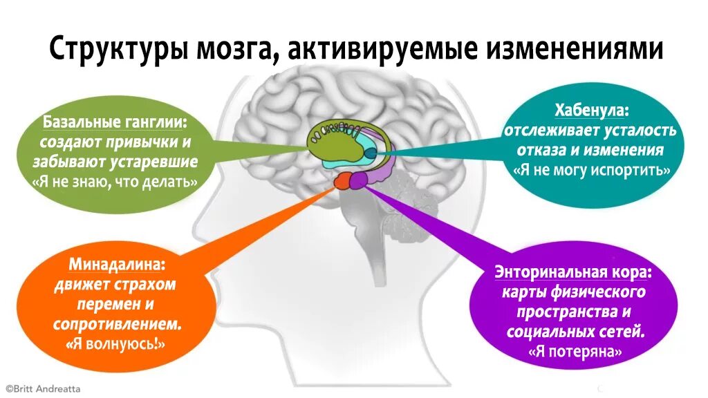 Мозговые структуры. Изменение структуры мозга. Активация мозга. Строение мозга психология.