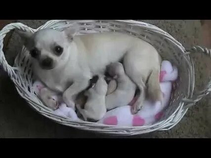Рождение чихуахуа