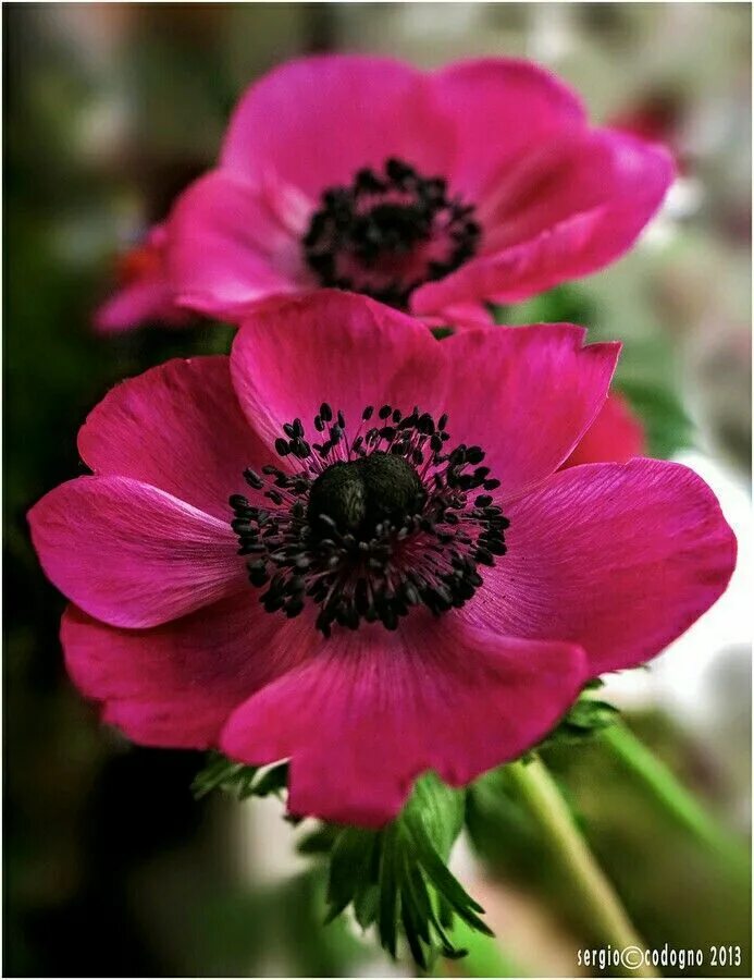 Anemones #11 Цветы, Анемон, Розовые цветы
