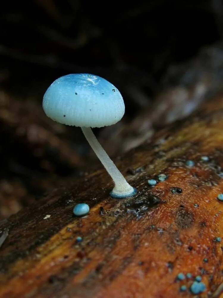 Живой синий гриб. Голубая Мицена. Мицена Mycena. Mycena interrupta. Мицена гриб.