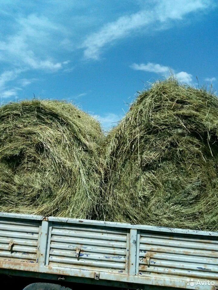 Купить сено свежие объявления