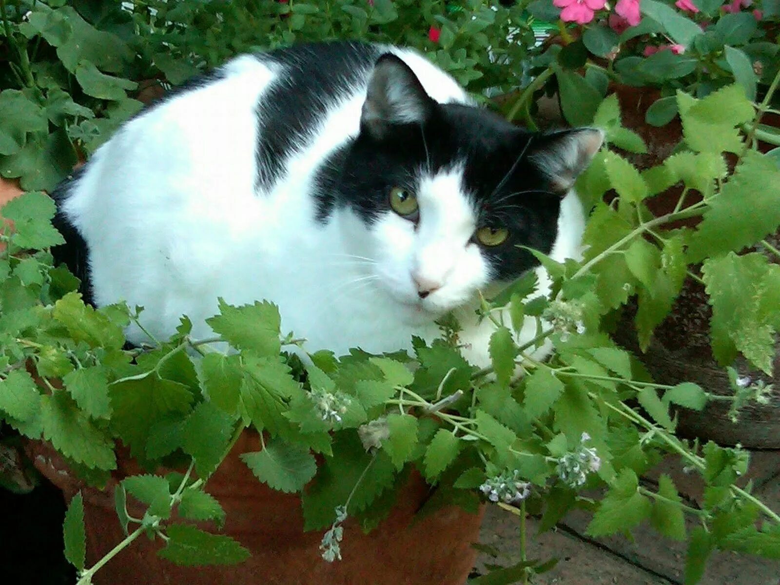 Котовник кошачий. Трава котовник кошачий. Кошачья мята комнатное растение. Кошка мята.