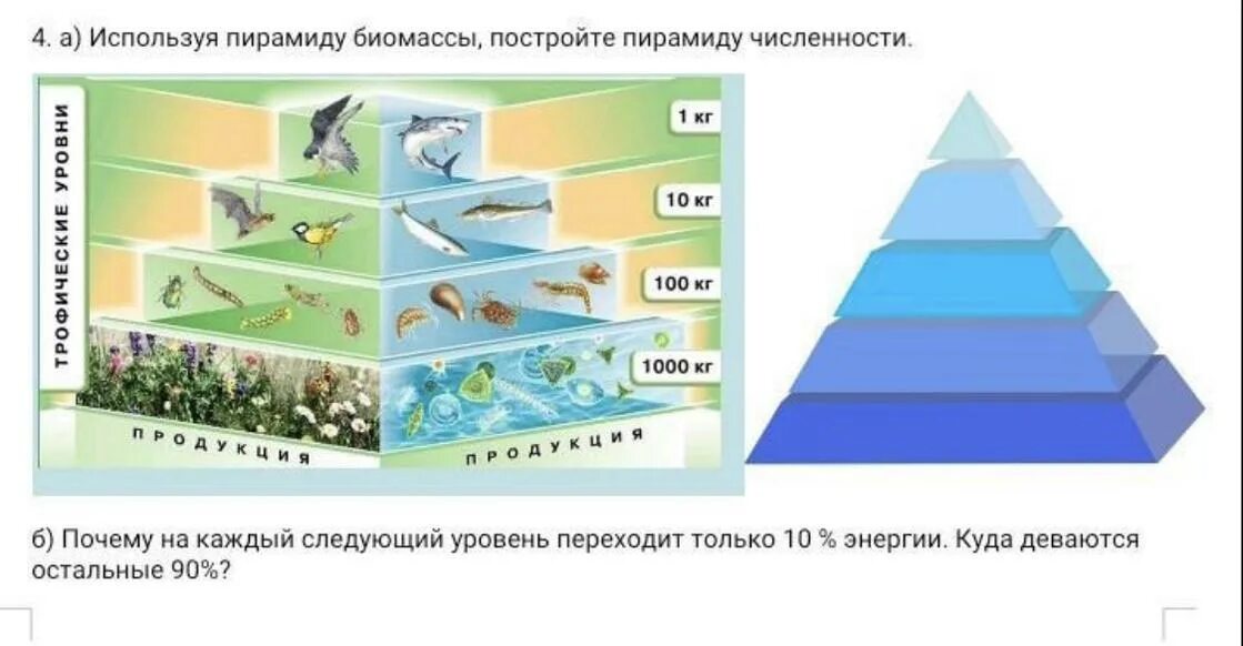 Экологическая пирамида численности. Пирамиды численности и биомассы это в биологии. Пирамида биомасс пирамида чисел пирамида энергии. Экологическая пирамида биомассы Перевернутая.