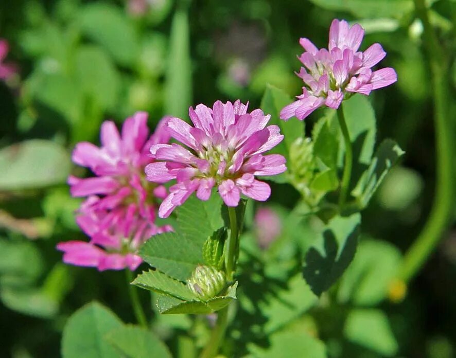 Когда цветет клевер. Клевер медонос. Trifolium resupinatum. Клевер персидский Аккадия. Соцветие клевера.