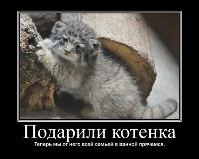 Любе подарили котенка текст 2