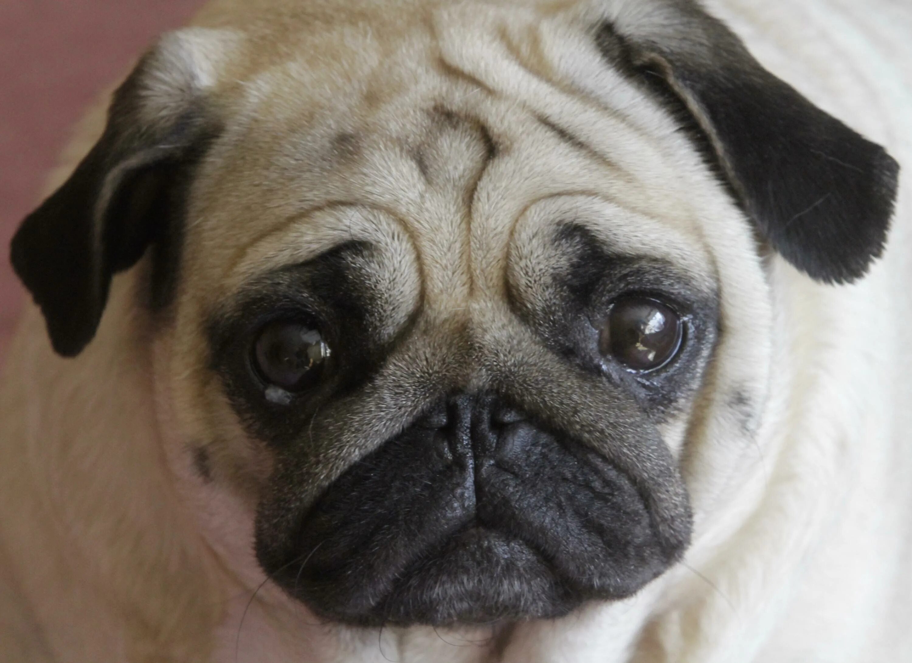 английский бульдог щенок. собаки с маленьким носом. мопс брахицефал. порода чихуахуа. мраморный бульдог.