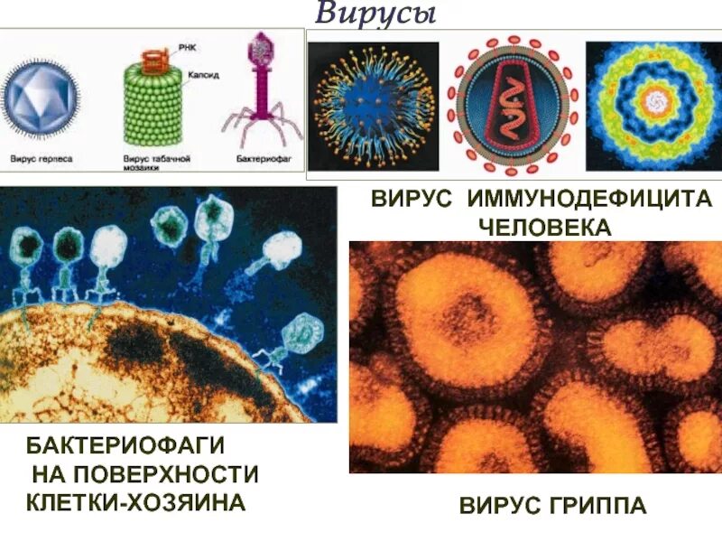 Названия вирусов человека. Разнообразие вирусов. Вирусы и их названия. Разнообразие размеров вирусов. Названия вирусов вирусов.