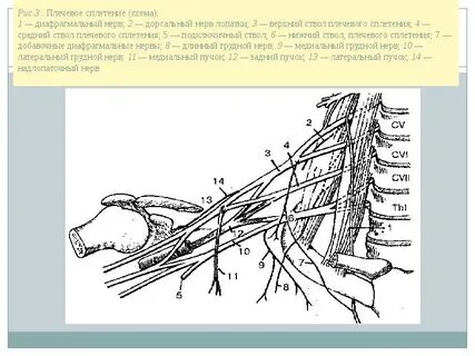 Верхний ствол плечевого сплетения на латинском