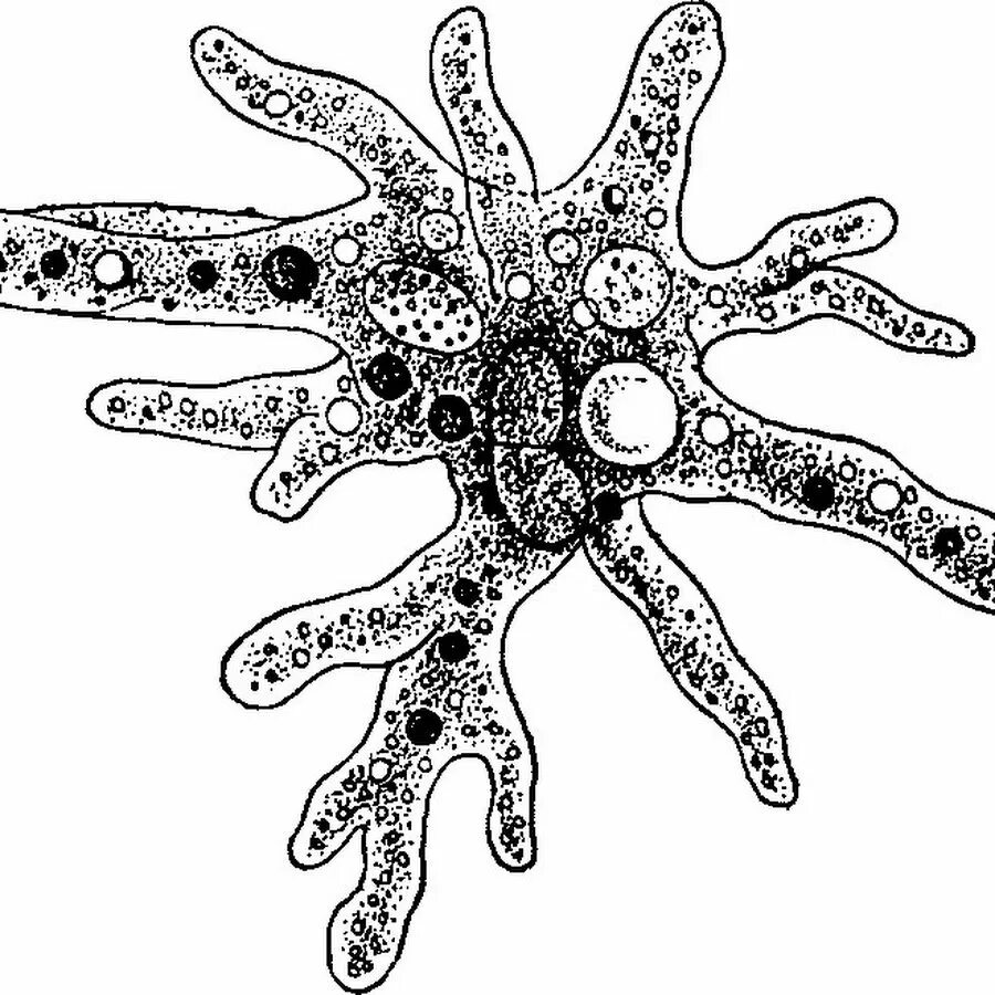 Корненожки амеба. Корненожки амеба Протей. Псевдоподии у амебы. Саркодовые корненожки. Простейшие животные картинки