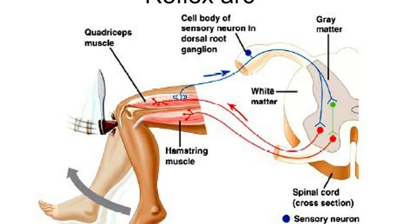 Рефлекс клетки. Карпорадиальный рефлекс рефлекторная дуга. Рефлекторная дуга коленного рефлекса. Коленный рефлекс l3 l4. Рефлекторная дуга сухожильного рефлекса.