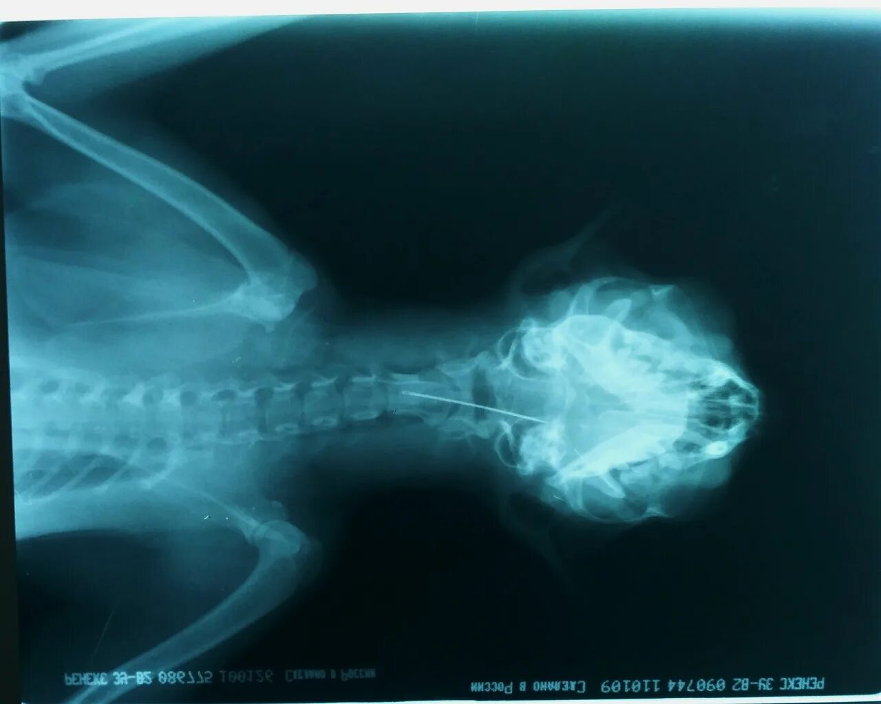 Кошка проглотила нитку рентген.