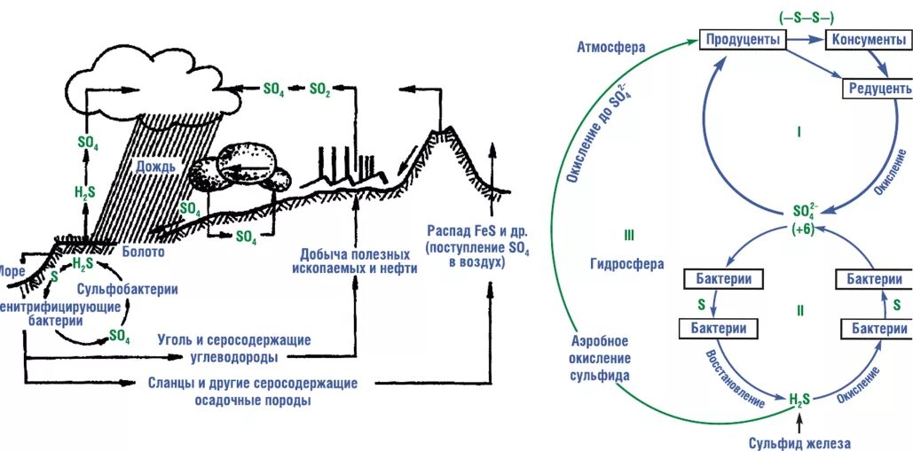 Схема круговорота серы в природе впр. Цикл серы в природе. Круговорот азота серы фосфора углерода. Схема серы в биосфере. Круговорот веществ серы схема.