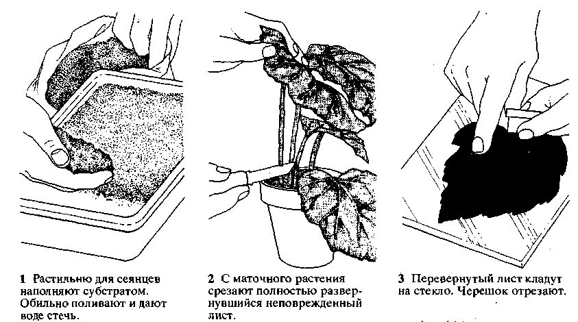 Вегетативное размножение бегонии. Вегетативное размножение листа бегонии королевской. Размножение бегонии рекс. Бегония листовая размножение. Вегетативное размножение листьями бегония.